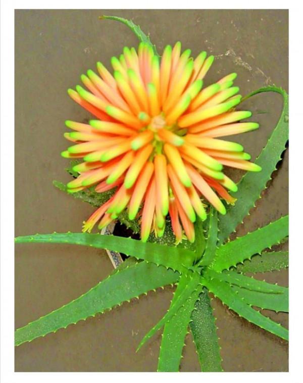 今天我特想唯心一次了