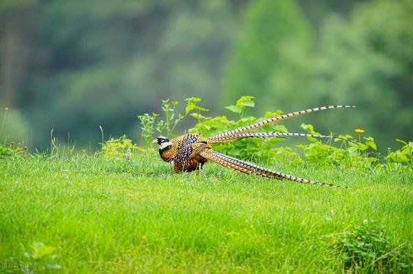 《中國大百科全書（第2版）》讀書筆記02051-白冠長尾雉