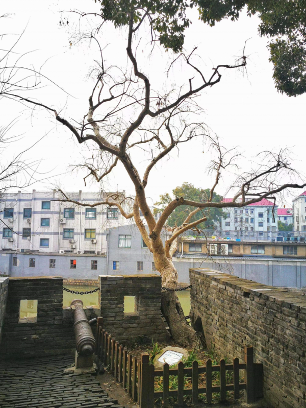 川沙古鎮風韻——半日遊下的人文情懷