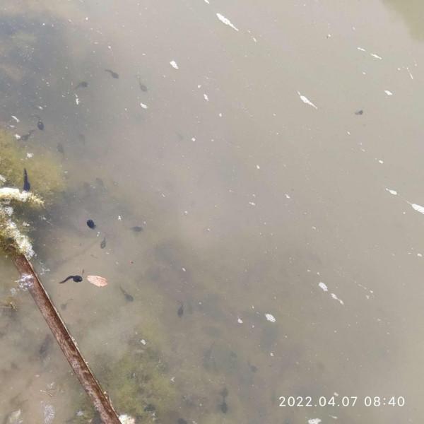 「放生漁獲」遵循不空軍的原則，路邊挖竹筍