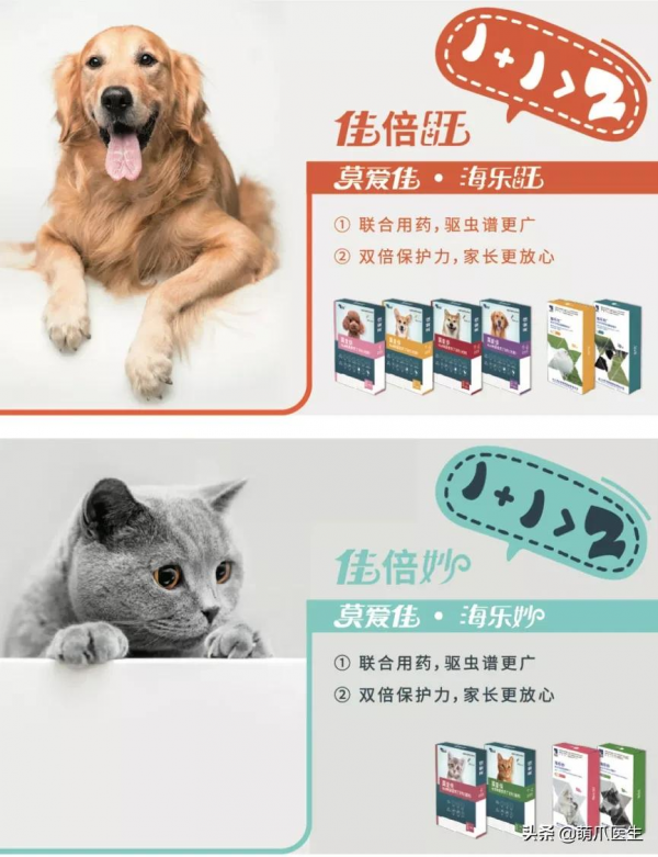 貓把自己舔禿了！是不是嘲笑我禿頂啊？