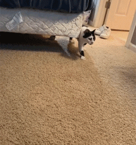 貓每天來擦玻璃，半年後獲得長期飯碗