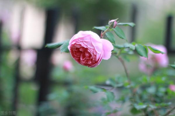 分享我養過的18種藤本月季,優缺點一目瞭然,比網上宣傳靠譜多了 分享我養過的18種藤本月季,優缺點一目瞭然,比網上宣傳靠譜多了