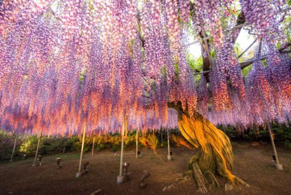 五月的日本：人潮與幸福的溫度