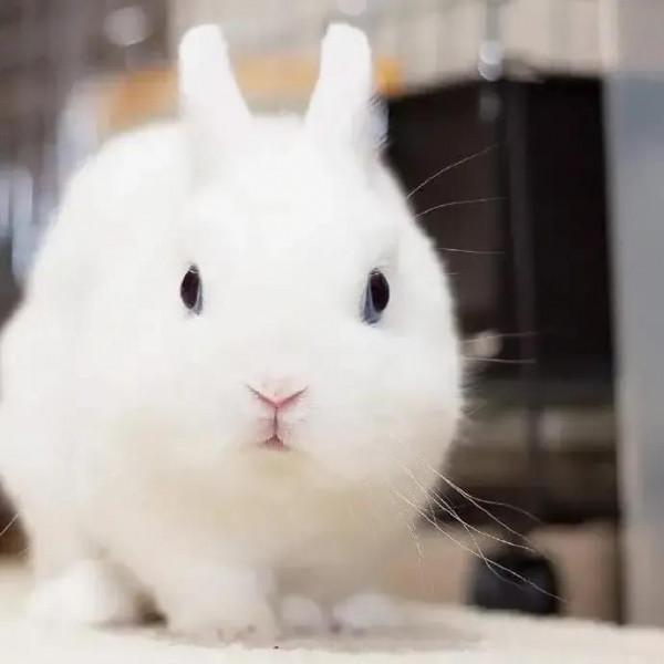 軟糯可愛的小兔兔，毛絨絨治癒力超強