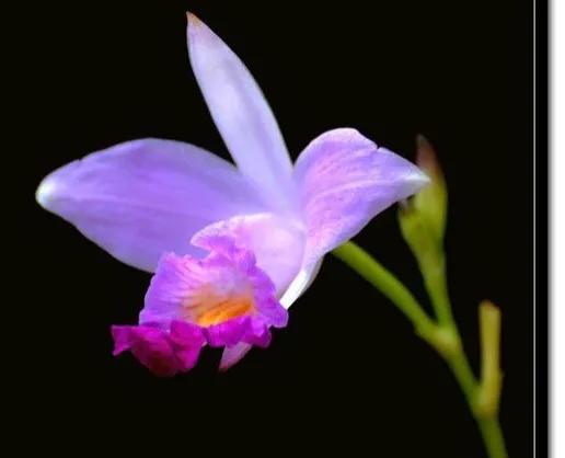 竹葉蘭-植株較大，花色鮮豔，花型像美麗的卡特蘭，且有香味