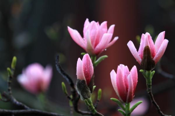 “十月懷胎”的應春樹——旱蓮的植物非試管高效快繁