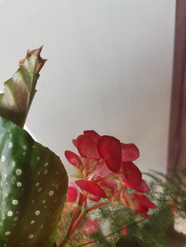 竹節海棠開花了