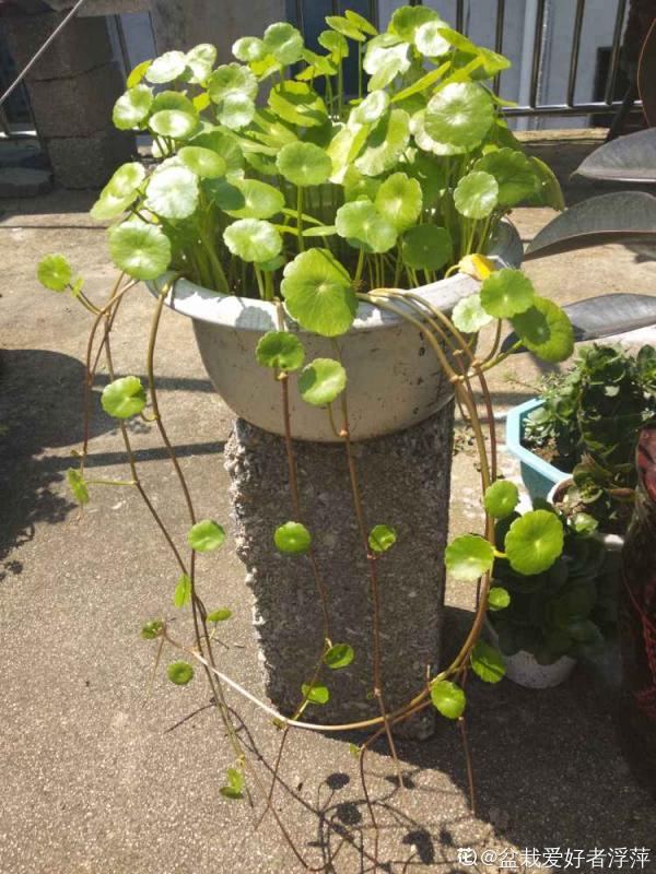 金錢草和銅錢草，長得像，養得像，你選哪個？