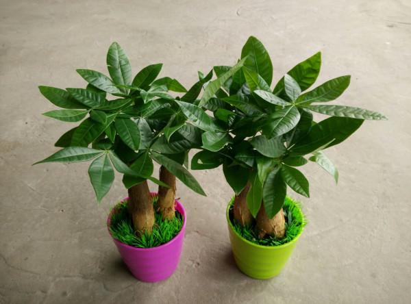 5種漂亮的花，要用“小盆”養，否則會影響生長和開花，別忽視