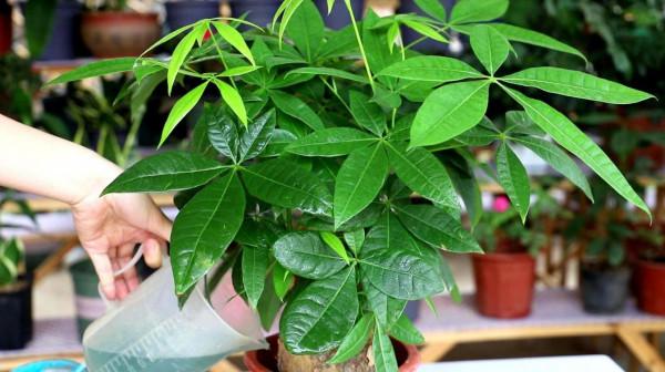 16種喜&OpenCurlyDoubleQuote;陰&rdquo;花，適合養在&OpenCurlyDoubleQuote;光照少&rdquo;的地方，光太強反而長不好