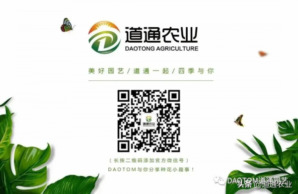 園藝中一言不合就爆花的“人間爆米花”