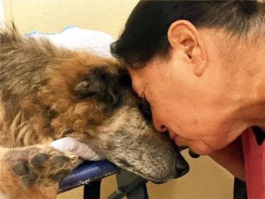 “這狗我不想要了,安樂死了吧!”愛狗可以!養狗,請三思 “這狗我不想要了,安樂死了吧!”愛狗可以!養狗,請三思