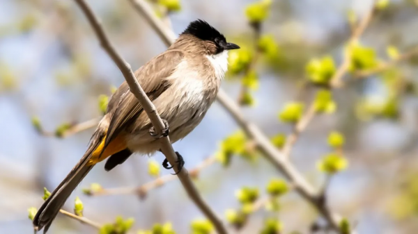 「山西鳥類圖鑑」| 黃臀鵯