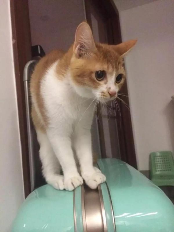 親愛的玎璫璫呀,你在喵星還好嗎? 親愛的玎璫璫呀,你在喵星還好嗎?