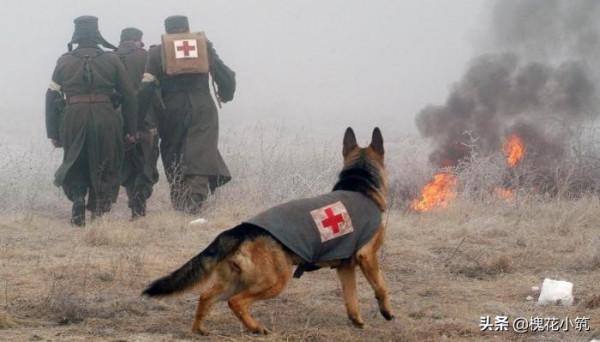 《寵物天王》中記載的人類歷史上存在或想象出來的著名寵物（二）