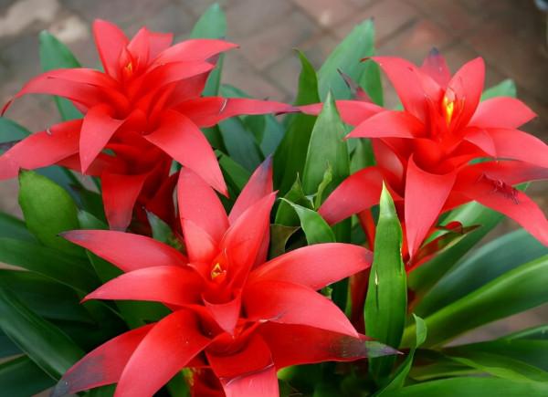 利於健康的吉祥花,建議從這12種裡面選擇,好養大氣有旺宅的寓意 利於健康的吉祥花,建議從這12種裡面選擇,好養大氣有旺宅的寓意