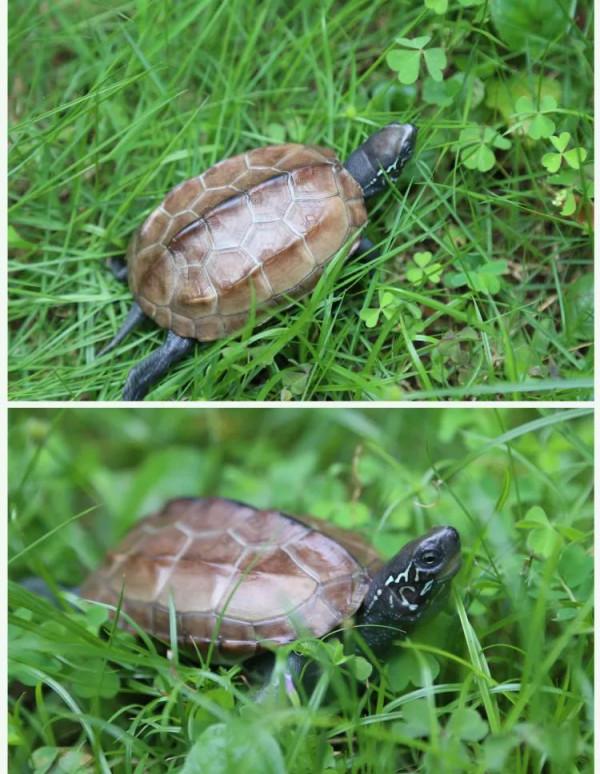 龜類科普介紹 龜類科普介紹