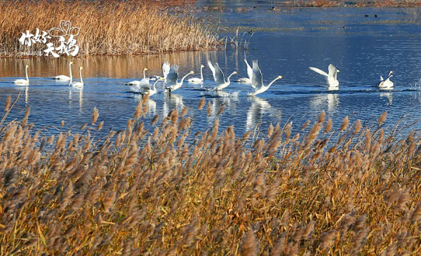 【生態懷柔】“團寵”天鵝棲息懷柔,這裡生態堪稱絕絕子! 【生態懷柔】“團寵”天鵝棲息懷柔,這裡生態堪稱絕絕子!
