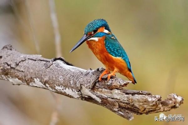 Parry家族珍藏倫敦拍賣100%成交 |「乾隆御製畫琺琅壺」領銜 Parry家族珍藏倫敦拍賣100%成交 |「乾隆御製畫琺琅壺」領銜