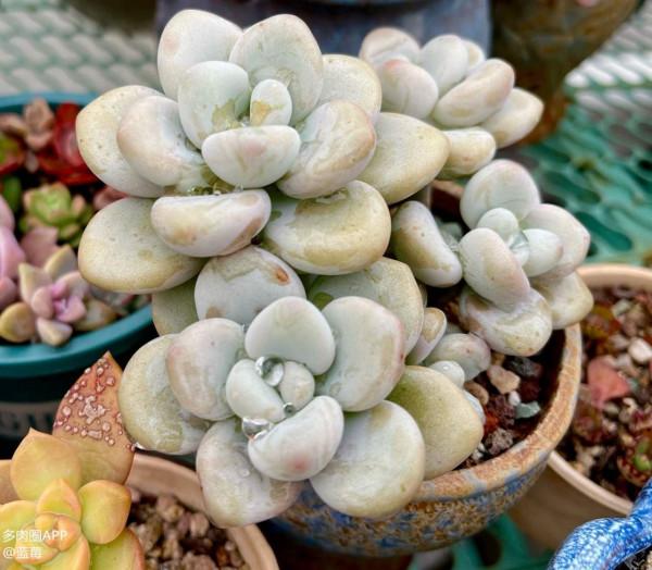 分享一些品種的養護技巧，趕緊收藏，刷過了就找不到啦