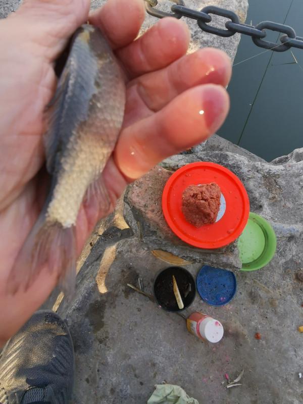 靈活多變才是漁獲的關鍵，大師的制勝法寶得好好學