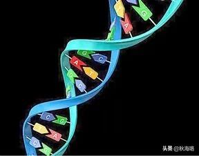 我們一起來了解，DNA的發現