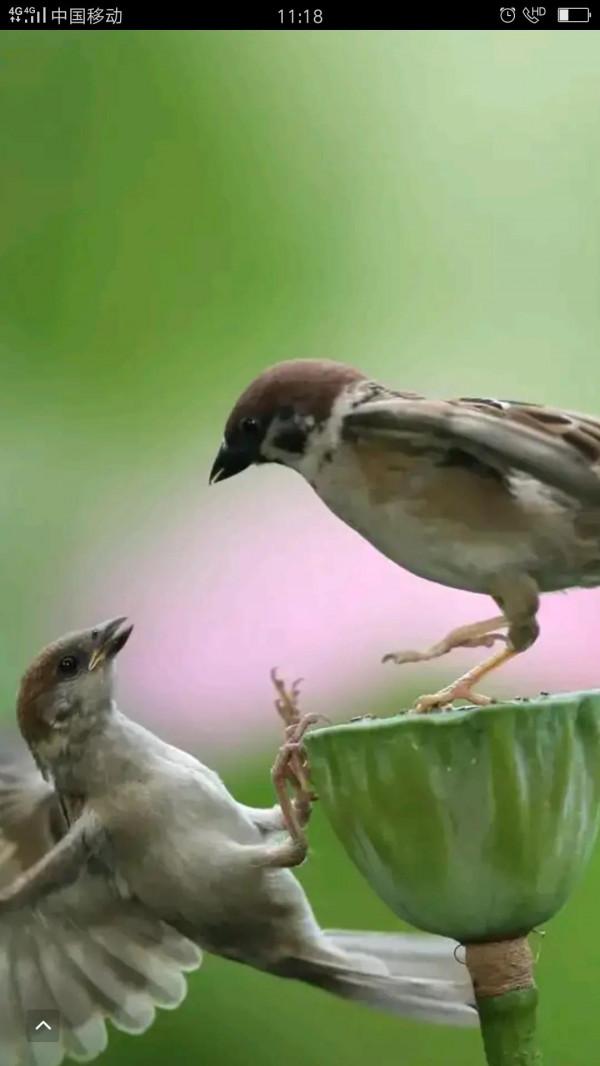 麻雀也是三級寶