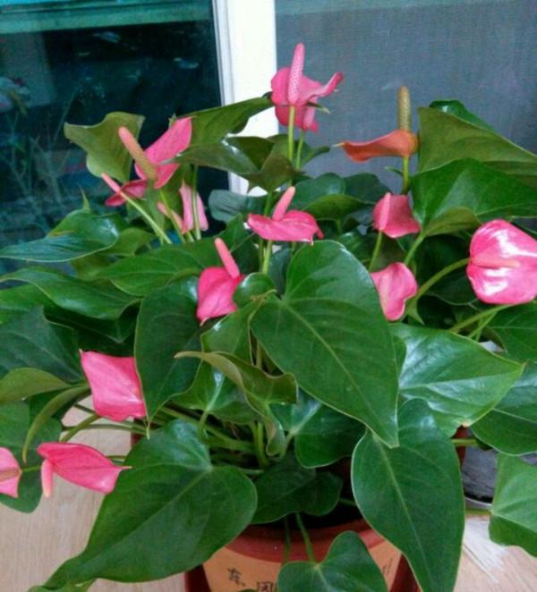 7種“吉利花”，客廳養最適合，常年不見光，也能花不斷