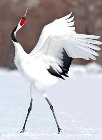 丹頂鶴，飛入神話的&OpenCurlyDoubleQuote;仙鳥&rdquo;&mdash;&mdash;「仙鶴的傳說」