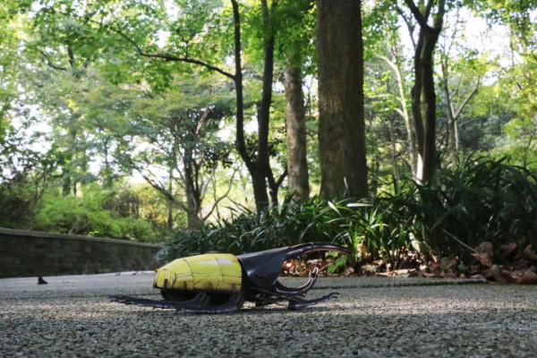 穿過密林，渡過小溪，美洲雨林兄弟的叢林好奇之旅