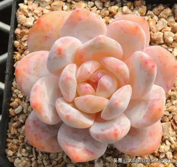 冬天是多肉的天下,不要錯過這4種肉肉,輕鬆一養就很美 冬天是多肉的天下,不要錯過這4種肉肉,輕鬆一養就很美