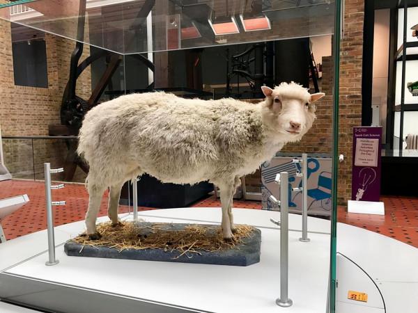 24年前就造出克隆羊,為何不克隆人?看看克隆羊的下場,多恐怖 24年前就造出克隆羊,為何不克隆人?看看克隆羊的下場,多恐怖