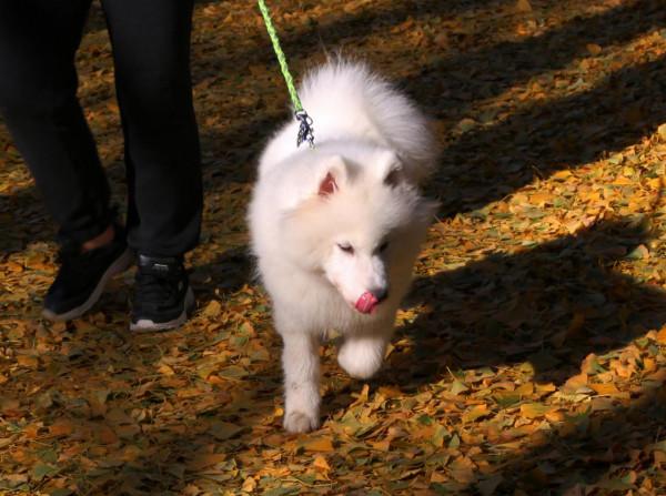 一場風雪,北京釣魚臺鋪就“金色大道” 一場風雪,北京釣魚臺鋪就“金色大道”