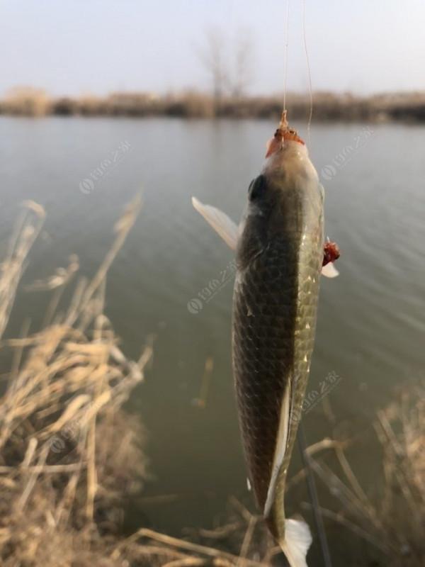 2022垂釣日誌之1，成子湖支流這河魚怎麼這麼瘋