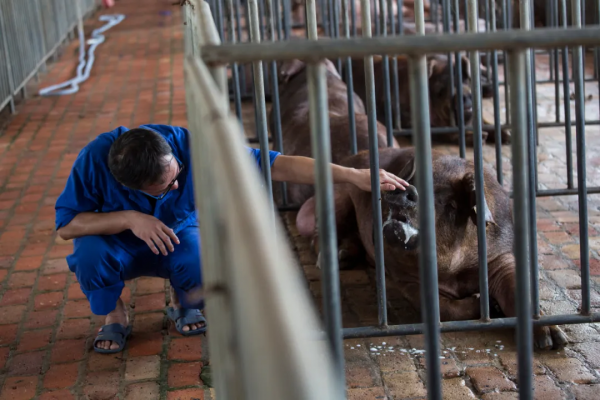 北大豬倌陳生：為什麼95%以上做品牌肉的企業都死了？