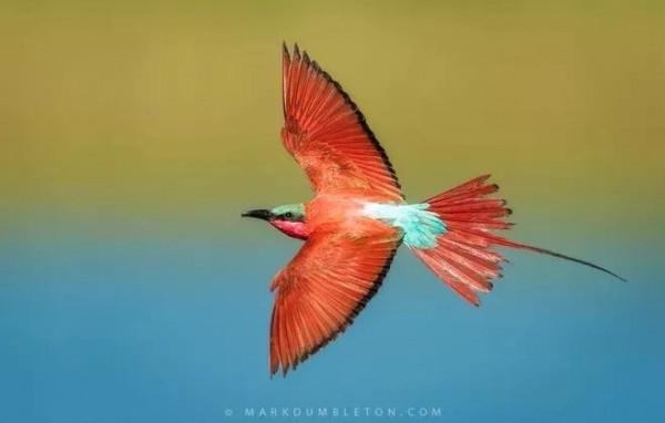 ￼如果要評選世界上誰飛得最漂亮？估計除了這些七彩鳥兒，