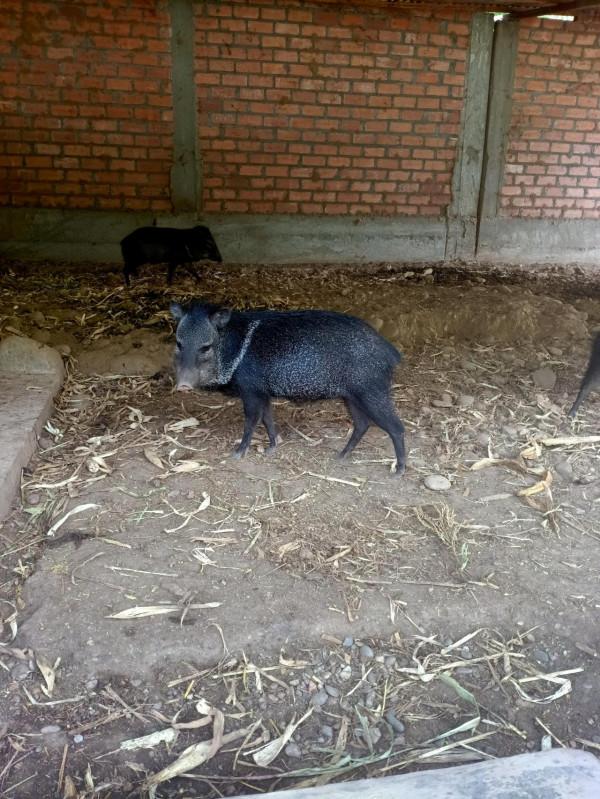 異國見聞-中鐵二十局員工在秘魯 異國見聞-中鐵二十局員工在秘魯