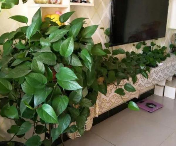 秋涼該怎麼處理土培的綠蘿？幹好3件事，一盆變多盆，鬱鬱蔥蔥