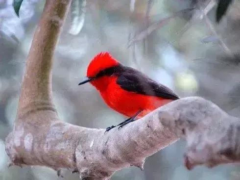 分享圖片——可愛的唐納鳥