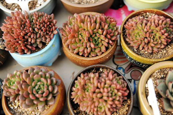 有經驗的人養多肉，都在爭分奪秒做3件事，難怪多肉長那麼好