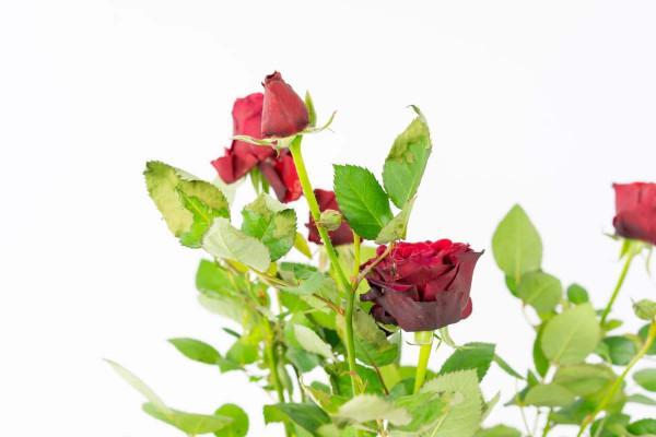 3種花早該進入“黑名單”，養起來太費勁，“毛病”真多