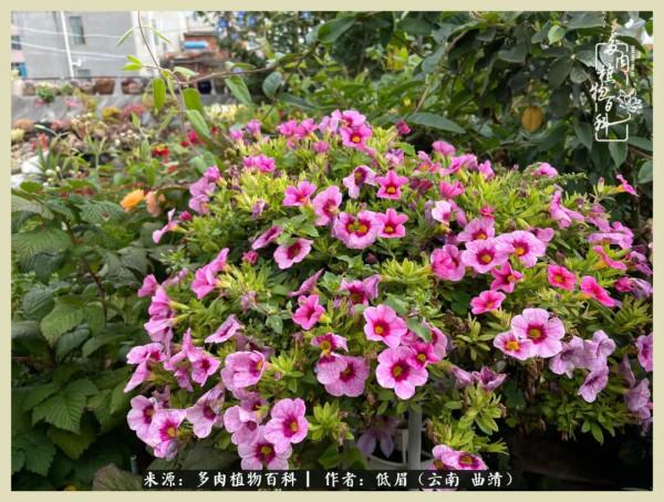 正是花好月圓時，再訪楊姐的屋頂花園