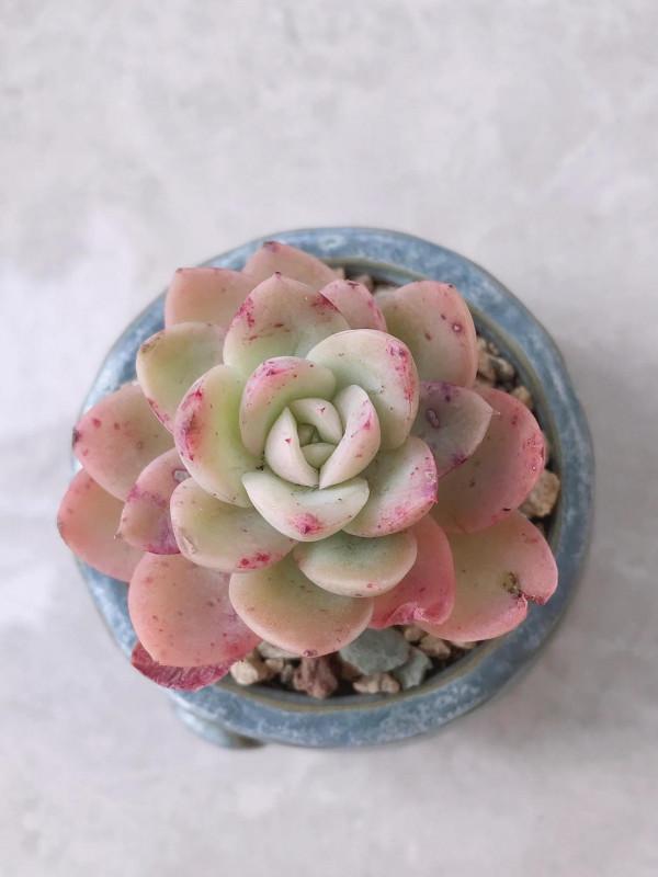 愛上多肉的煩惱