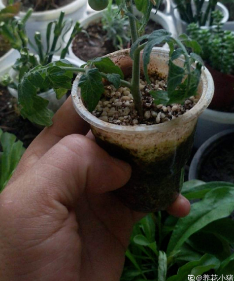 5步養護,2種清洗,帶你吃最安全放心的西紅柿 5步養護,2種清洗,帶你吃最安全放心的西紅柿