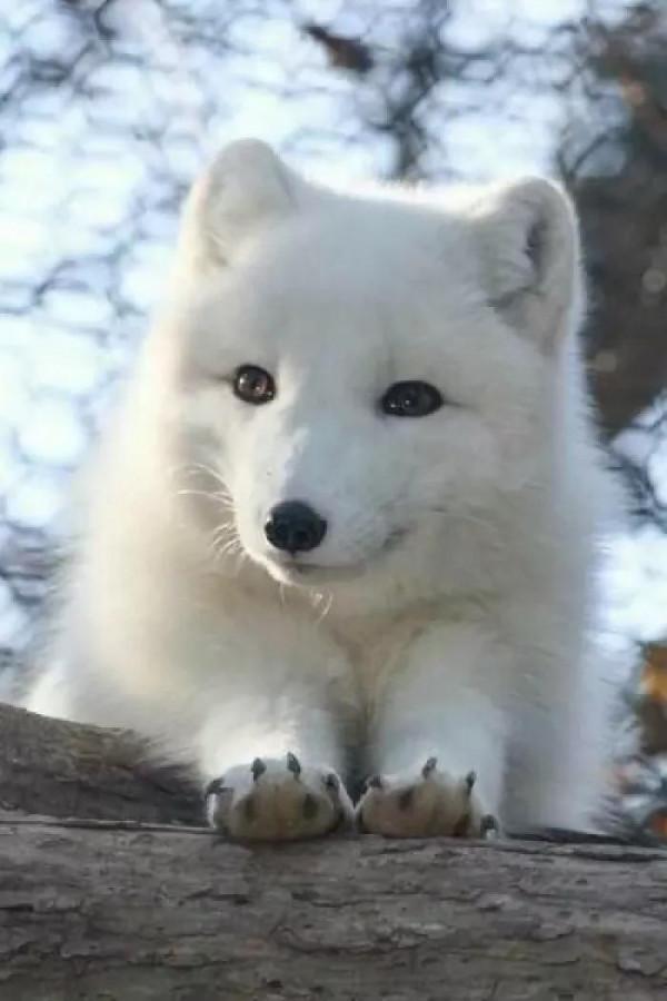 分享最美的狐狸——白狐