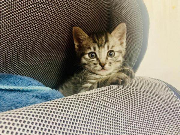 感恩生命的奇妙，被醫生下了死亡判決的貓咪活過來了