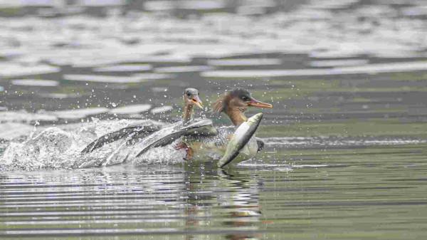 婺源樂安江上的中華秋沙鴨（2021.12.9）