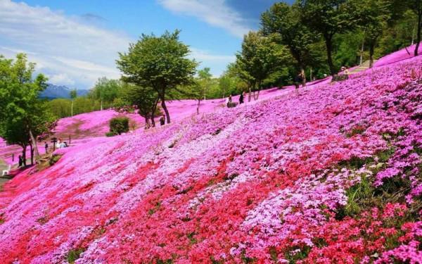 花開如彩色地毯般的草坪—叢生福祿考 花開如彩色地毯般的草坪—叢生福祿考
