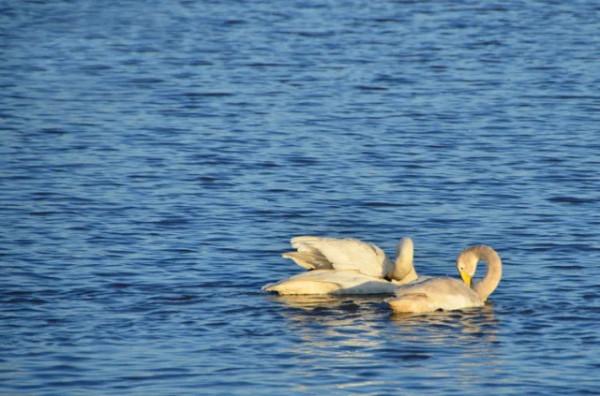 水鏡波光鴻影飛——阿旗沙壩天鵝掠影 水鏡波光鴻影飛——阿旗沙壩天鵝掠影